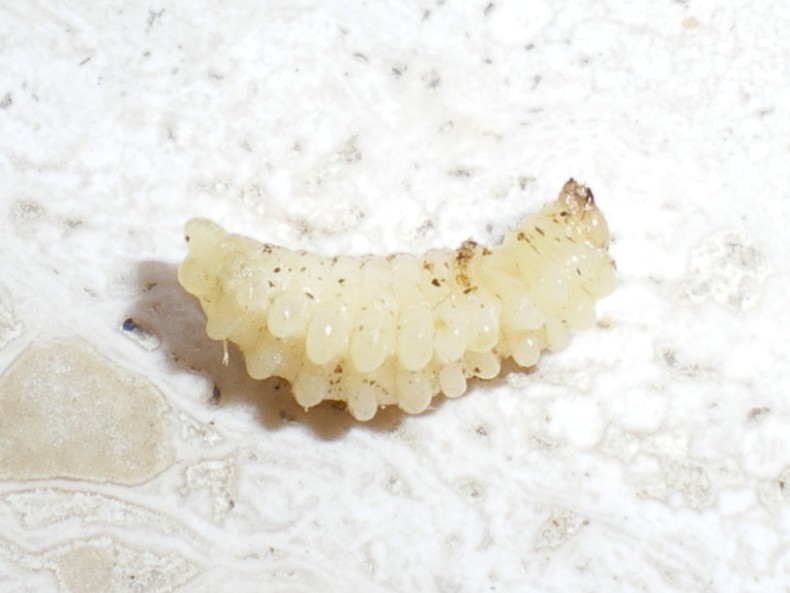 Ciclo vitale Crabronidae: Ectemnius lapidarius o cavifrons